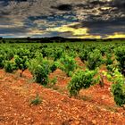 VIGNE EN TERRE D'OCRE