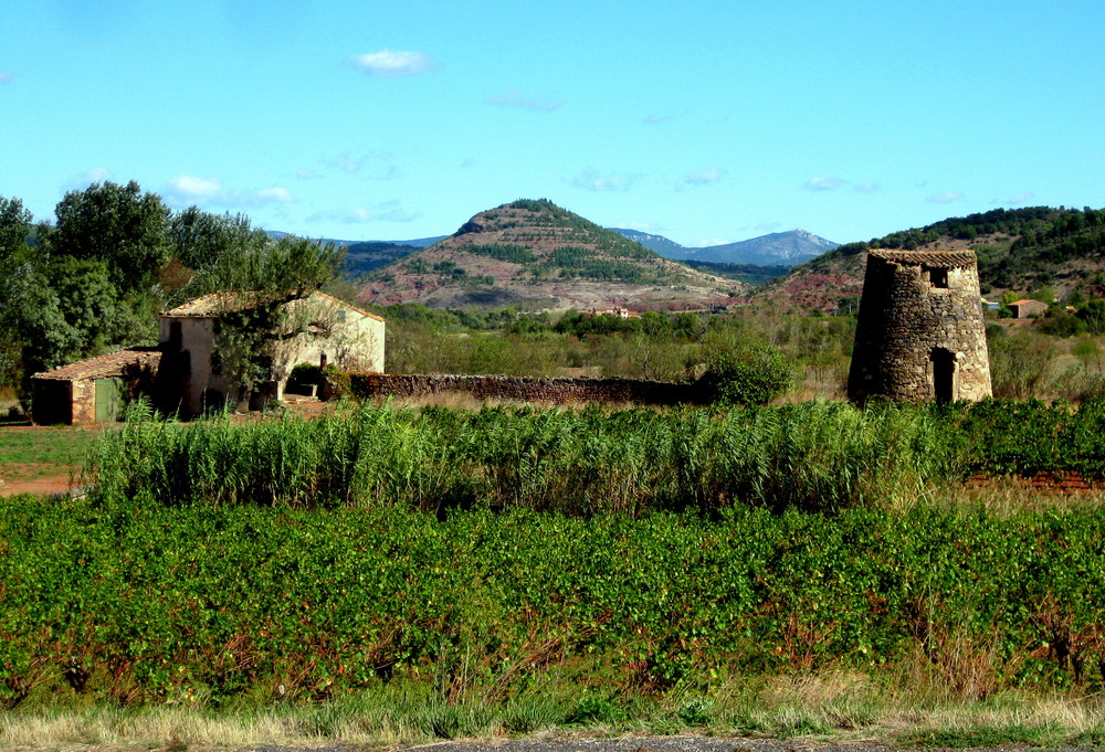 Vigne et garigues