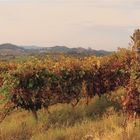 Vigne in Monferrato.