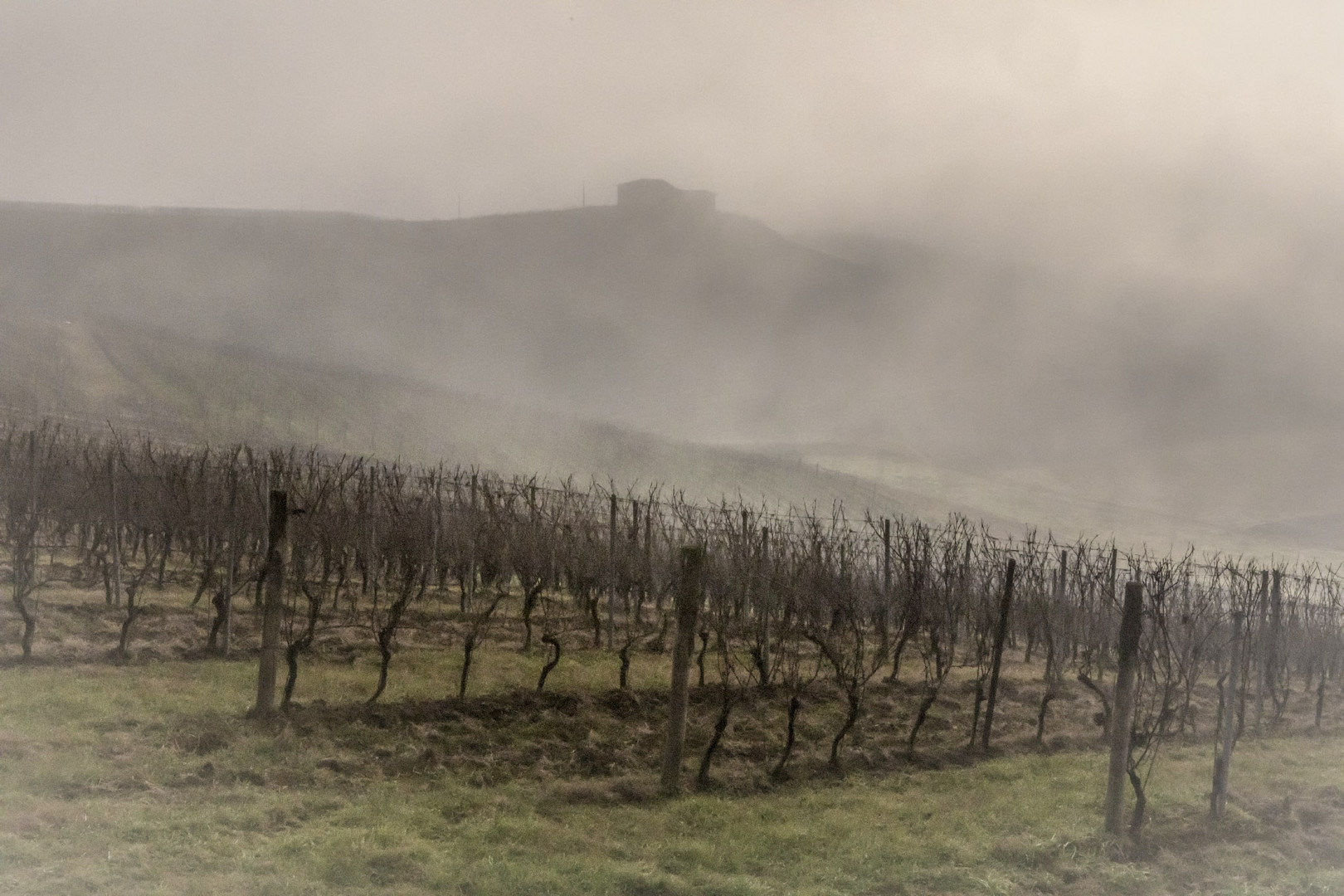 vigne nella nebbia