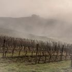 vigne nella nebbia