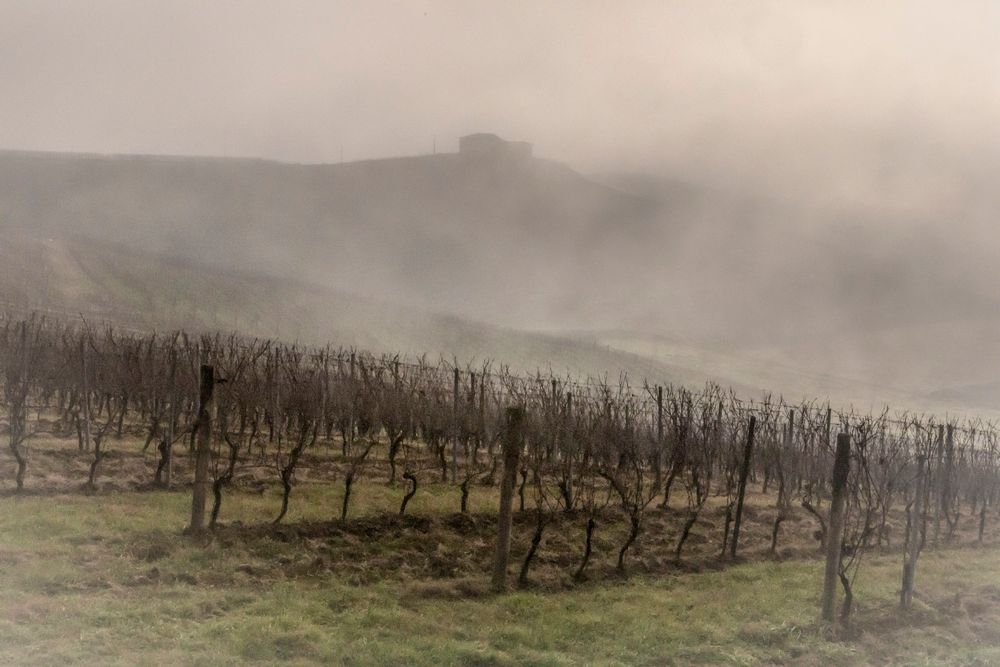 vigne nella nebbia