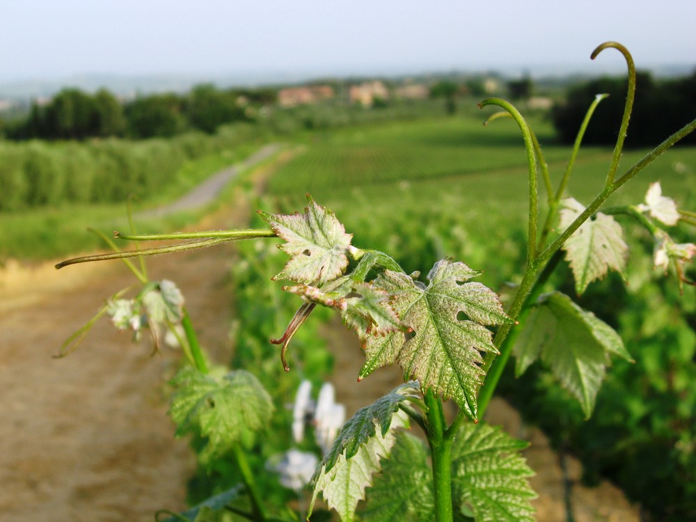 Vigne primaverili