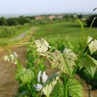 Vigne primaverili