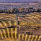 vigne senesi...