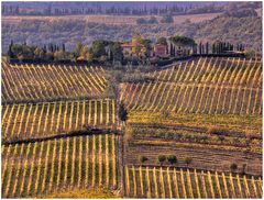 vigne senesi...