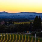 Vigne toscane