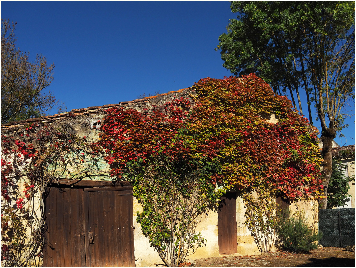 Vigne vierge à l’automne  --  Béraut (Gers)