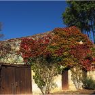 Vigne vierge à l’automne  --  Béraut (Gers)