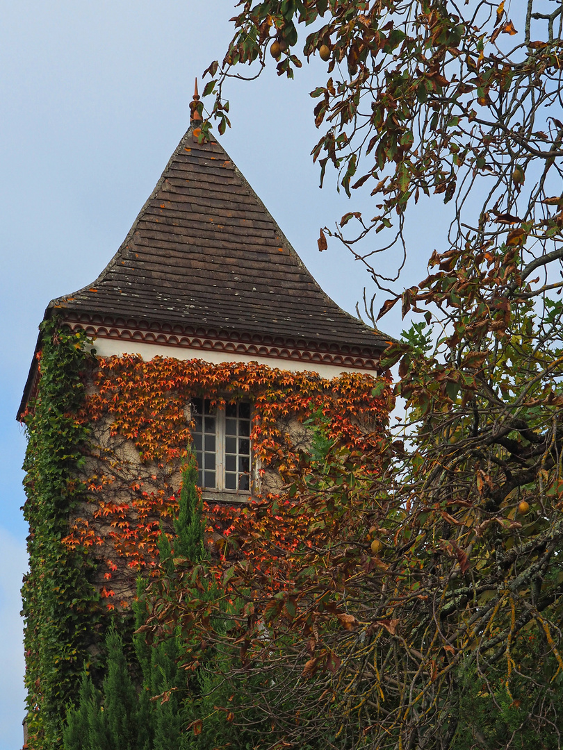 Vigne vierge en automne