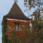 Vigne vierge en automne