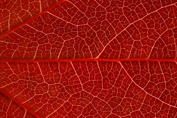 Vigne vierge rouge sang