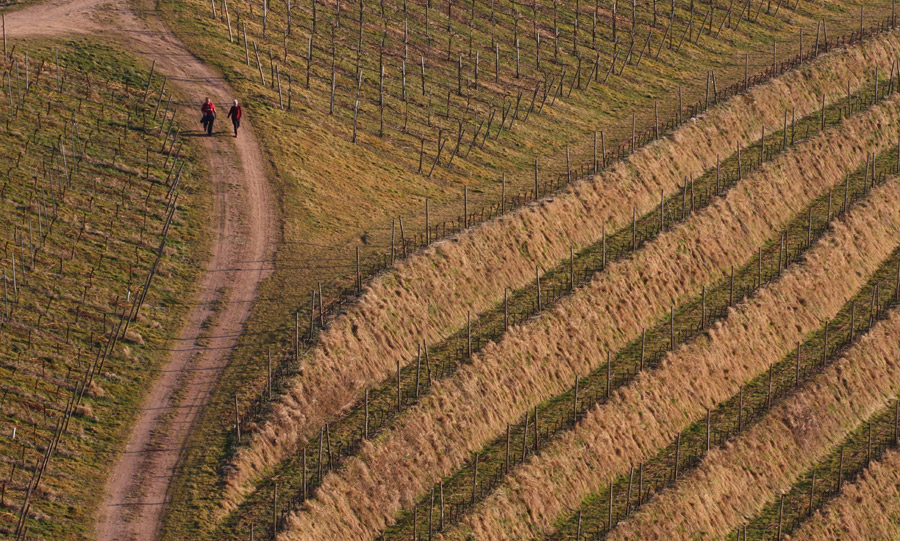 Vignes