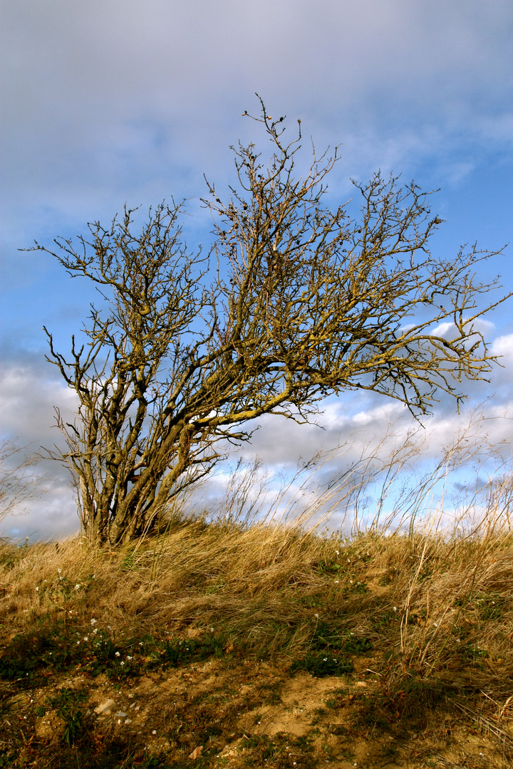 vignes 2