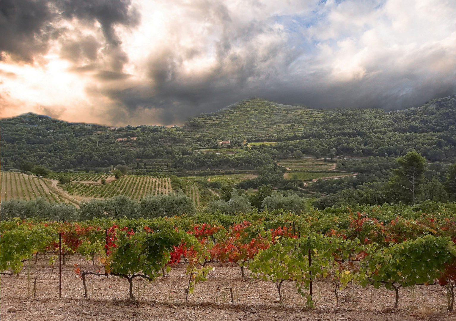 Vignes à Cairanne