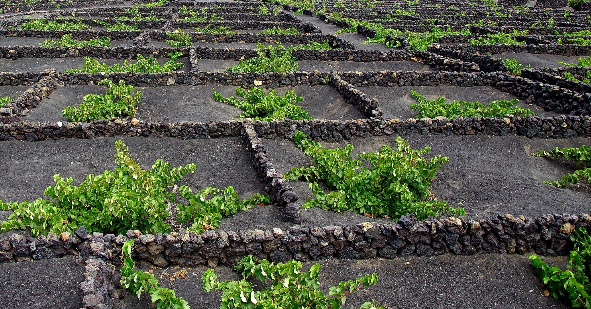 Vignes à Lanzarote