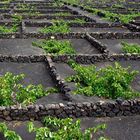 Vignes à Lanzarote