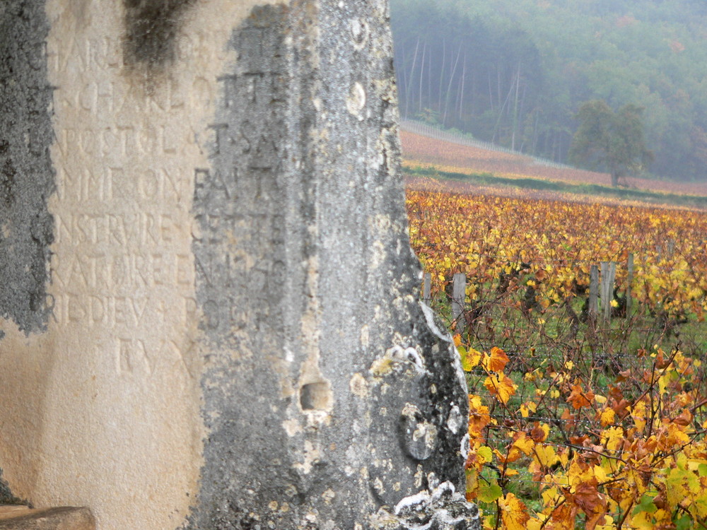 vignes à Meusaut