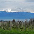 Vignes à Polpenazze devant le lac et le Monte Baldo