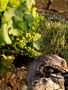 Vignes de laurette m 