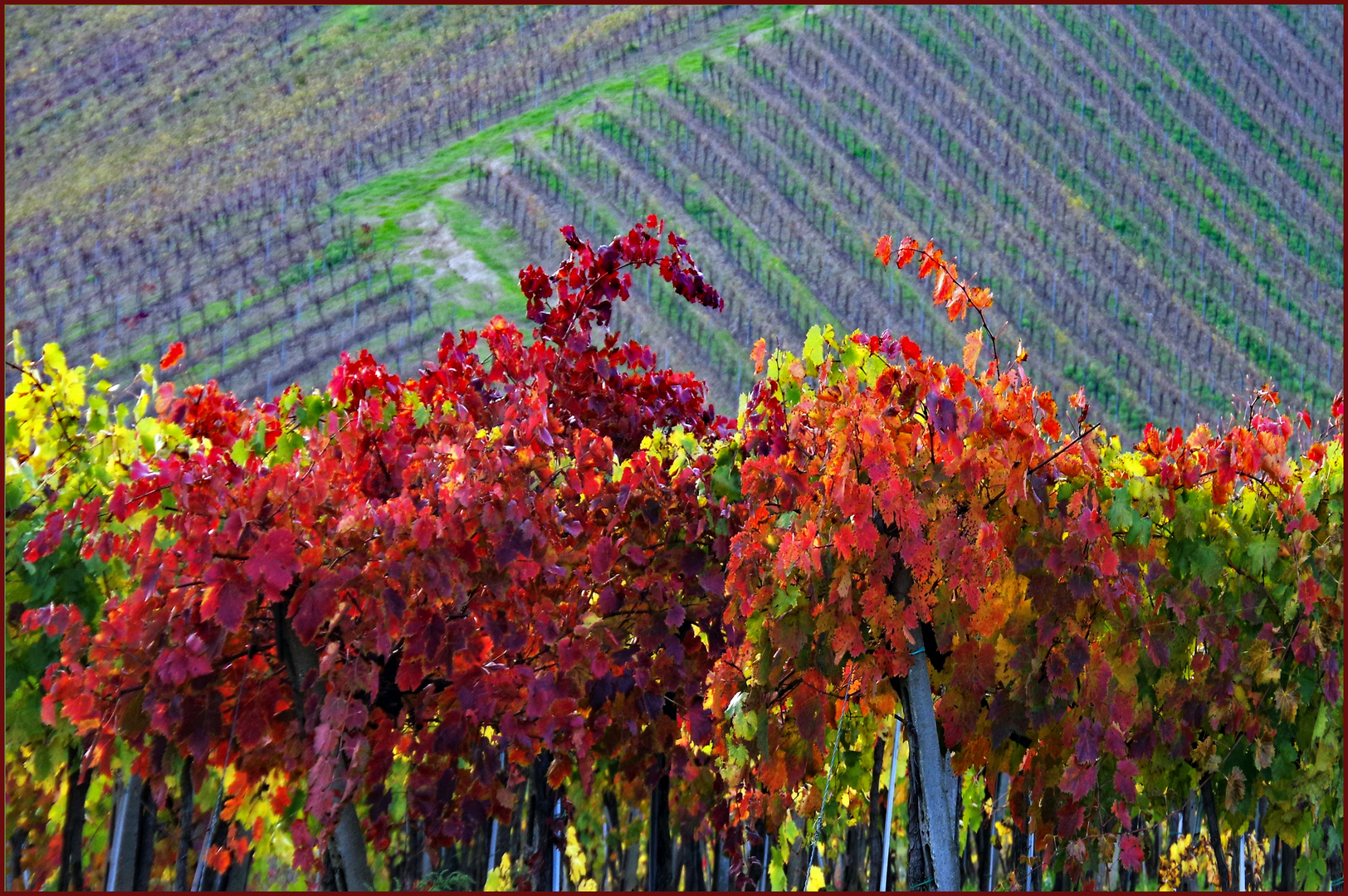 vignes anciennes sur fond de nouvelles plantations ...