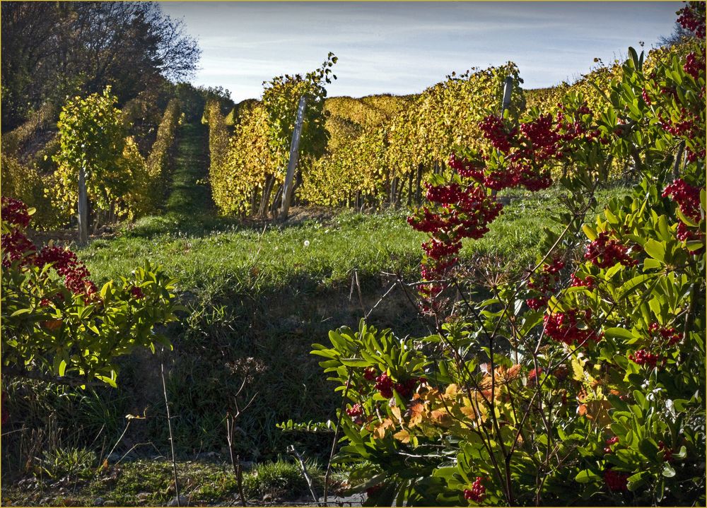 Vignes après les vendanges et sorbier des oiseaux, près de Condom