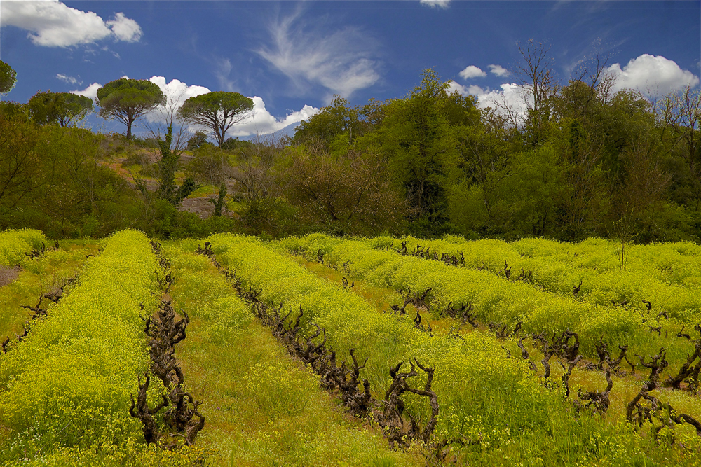 Vignes au coeur de la réserve naturelle de la Plaine des Maures 83