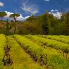 Vignes au coeur de la réserve naturelle de la Plaine des Maures 83