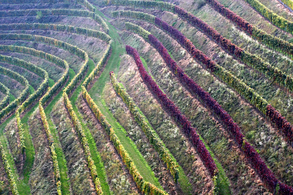 vignes automnales