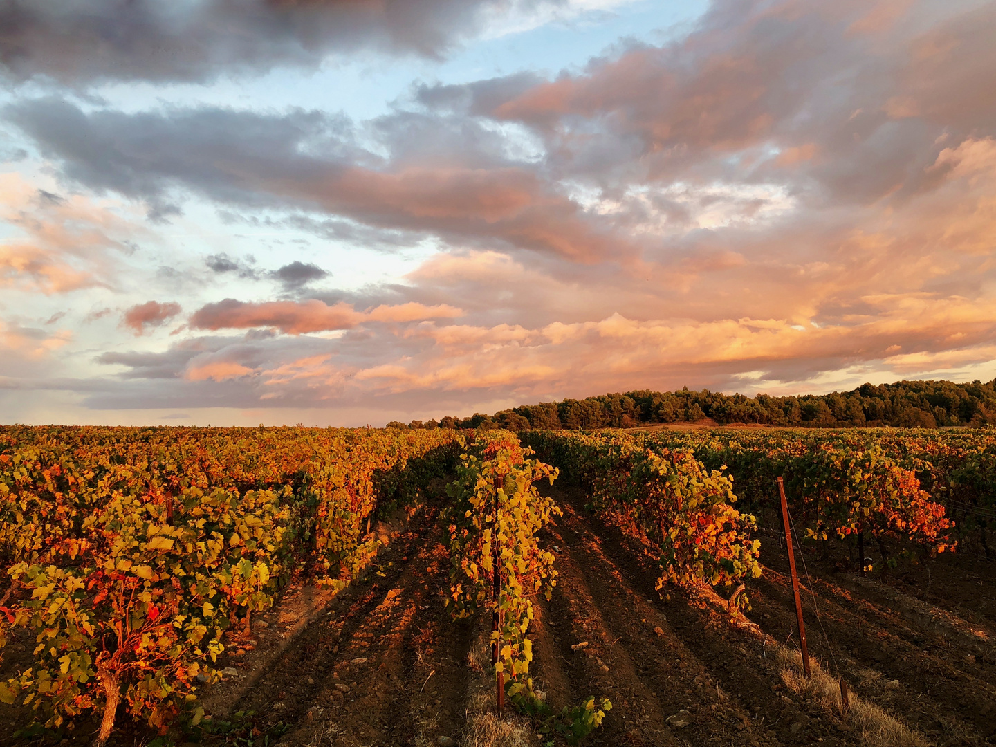 Vignes automnales