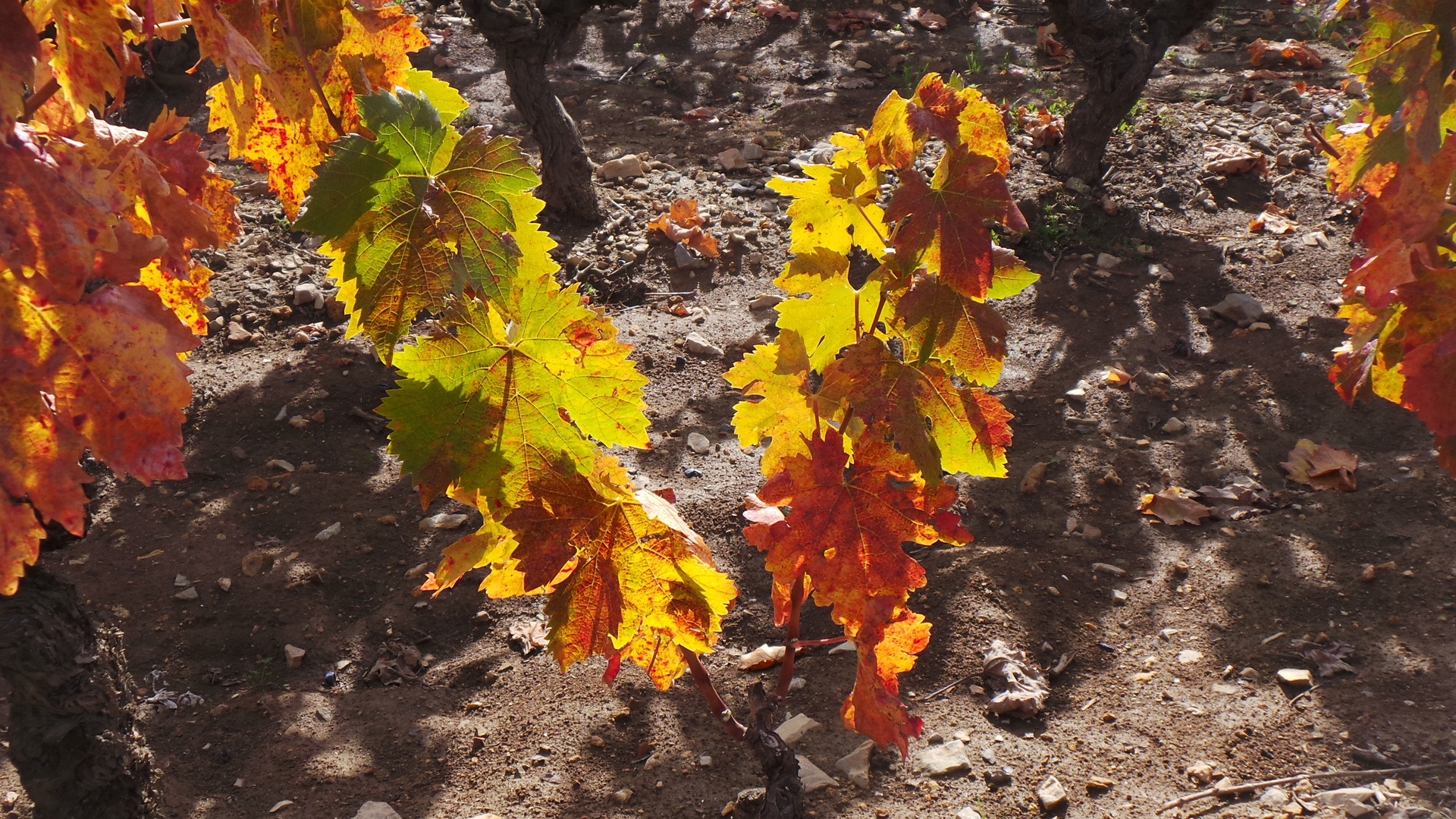 vignes d automne