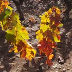 vignes d automne