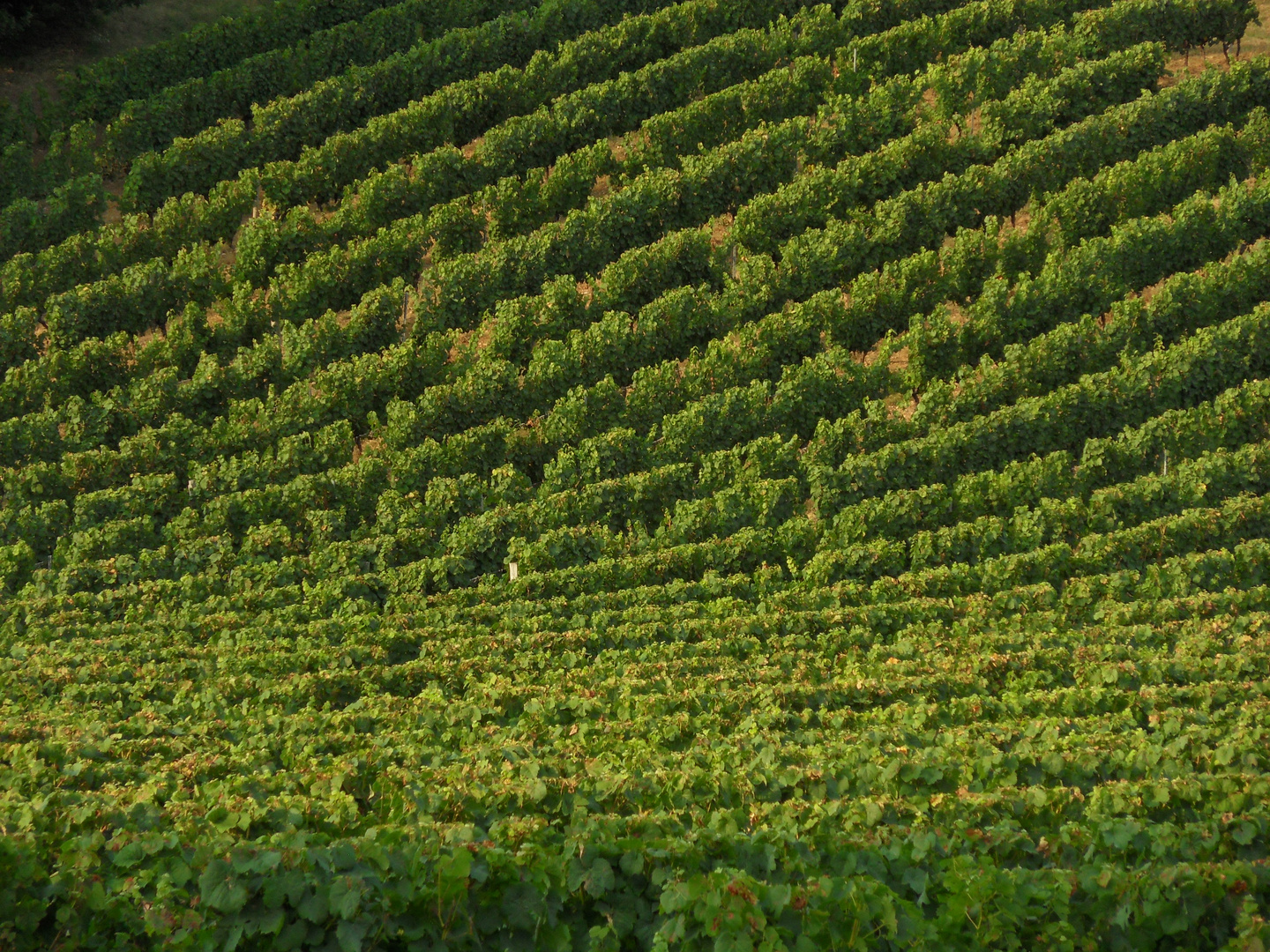 Vignes dans le Lot