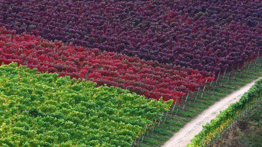 vignes d'automne