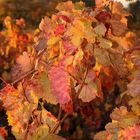 Vignes d'automne