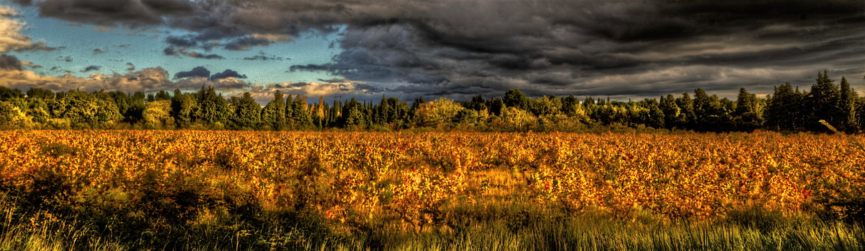 VIGNES D'AUTOMNE 