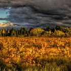 VIGNES D'AUTOMNE 