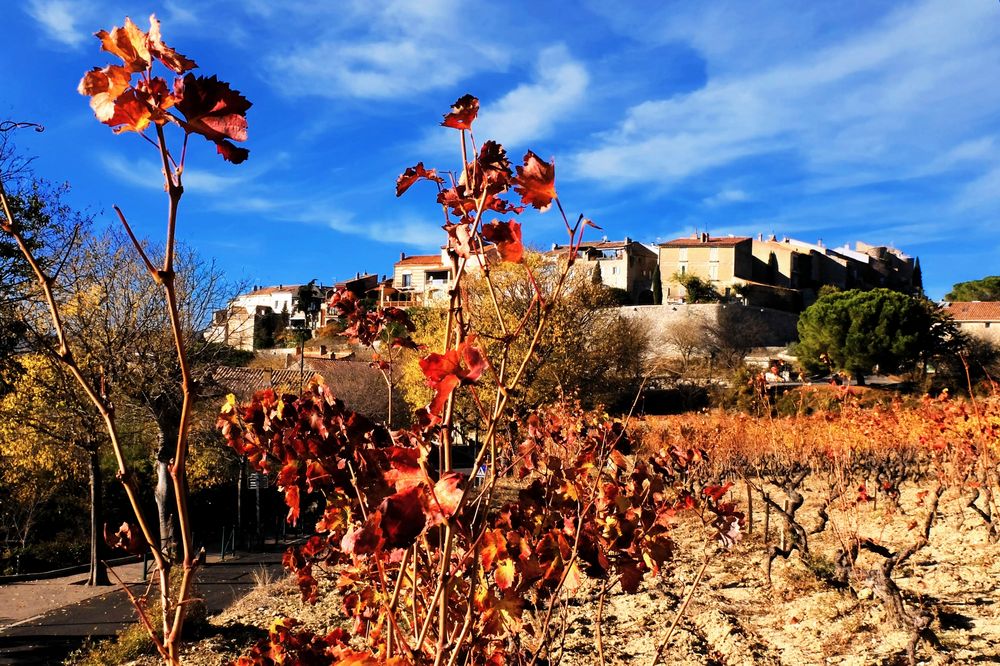 Vignes d'automne...