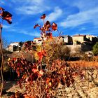 Vignes d'automne...