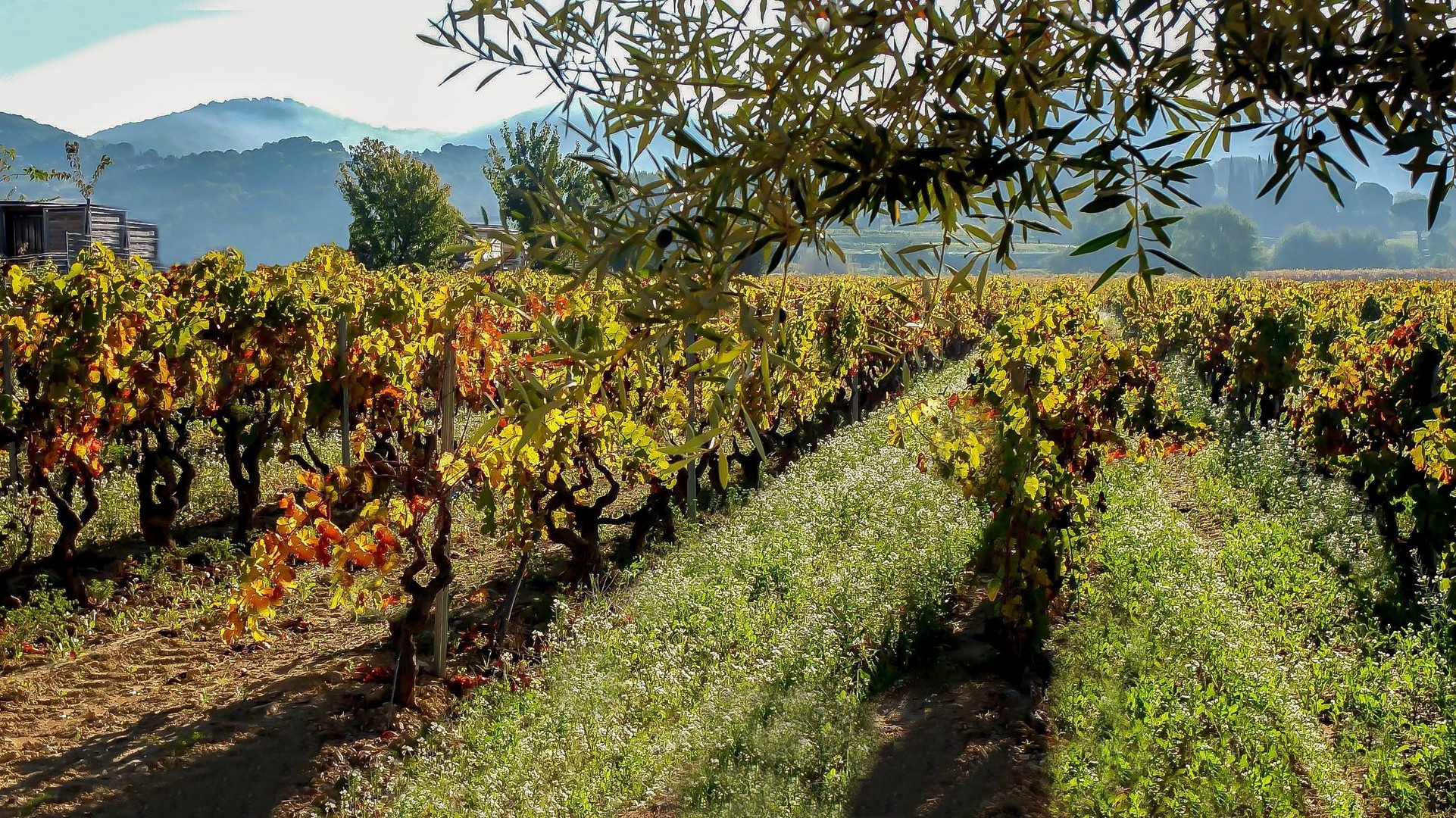 Vignes de Bandol