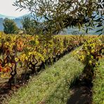 Vignes de Bandol