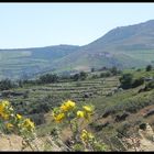 vignes de banyuls