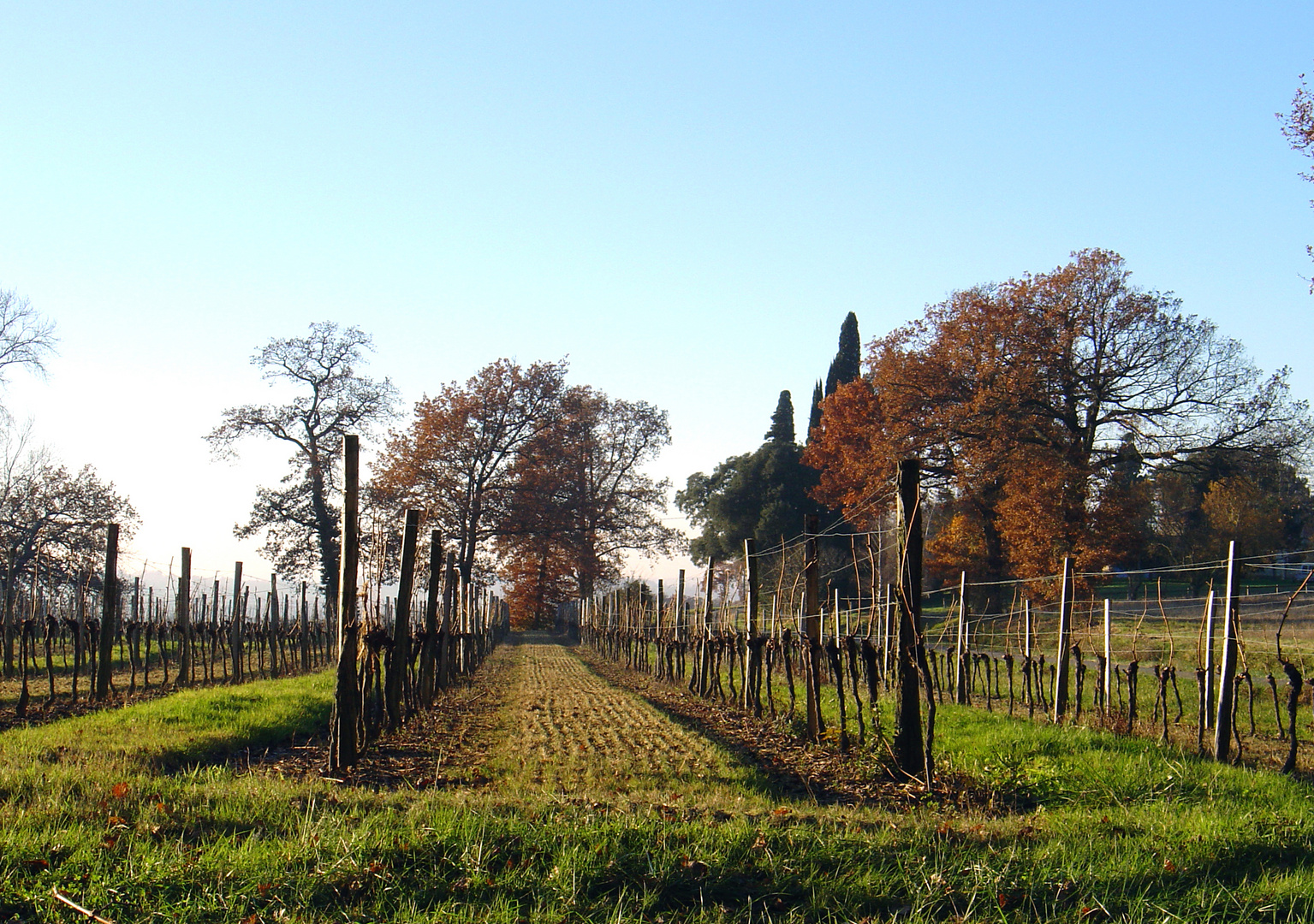 	Vignes de la Ténarèze (Armagnac) en hiver