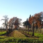 	Vignes de la Ténarèze (Armagnac) en hiver