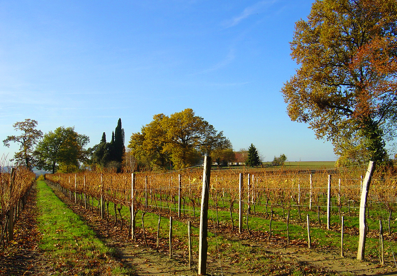 Vignes de la Ténarèze en automne - Armagnac - Weingarten von der Ténarèze im Herbst