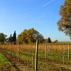 Vignes de la Ténarèze en automne - Armagnac - Weingarten von der Ténarèze im Herbst