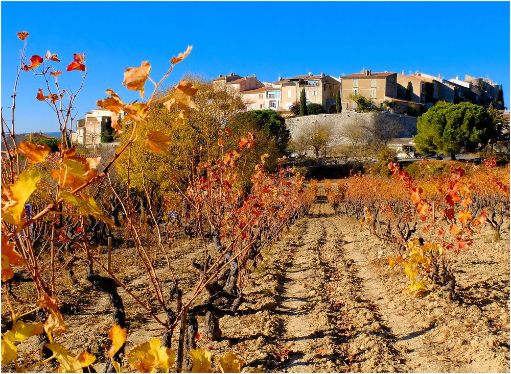 Vignes de novembre