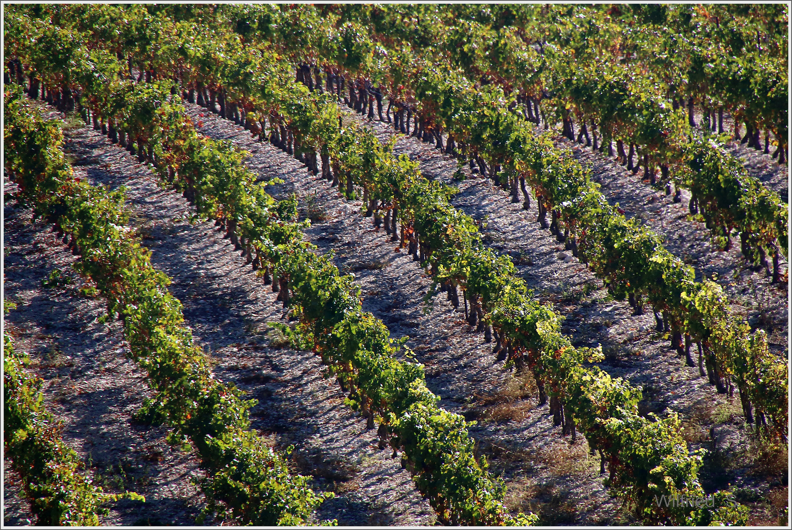 Vignes des 2 soleils