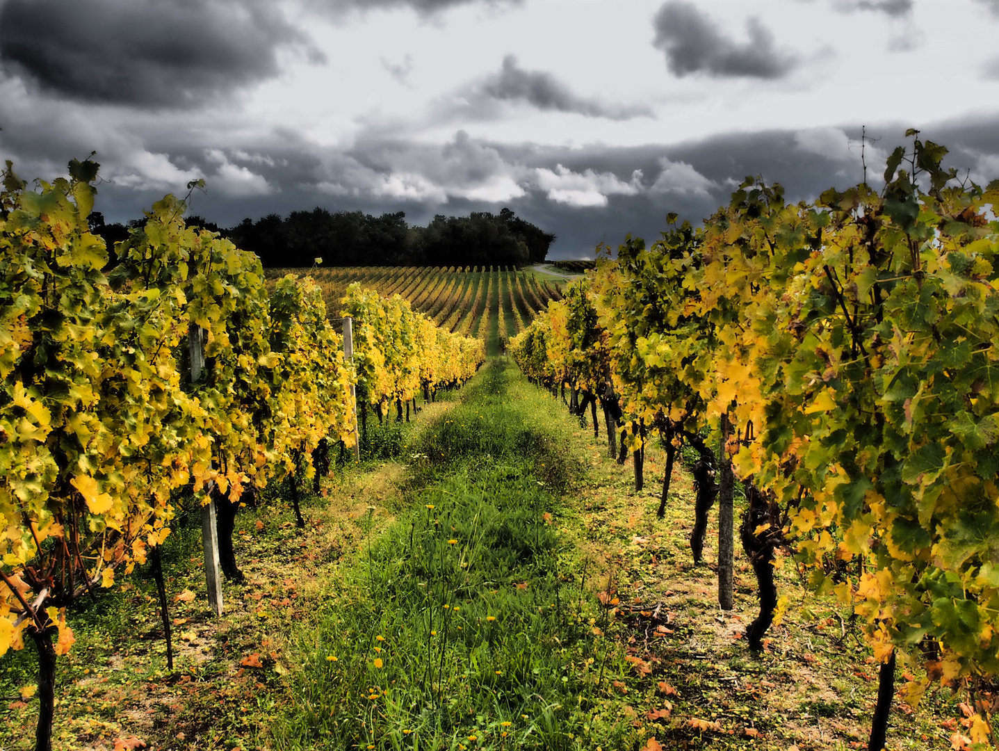 vignes du Bordelais