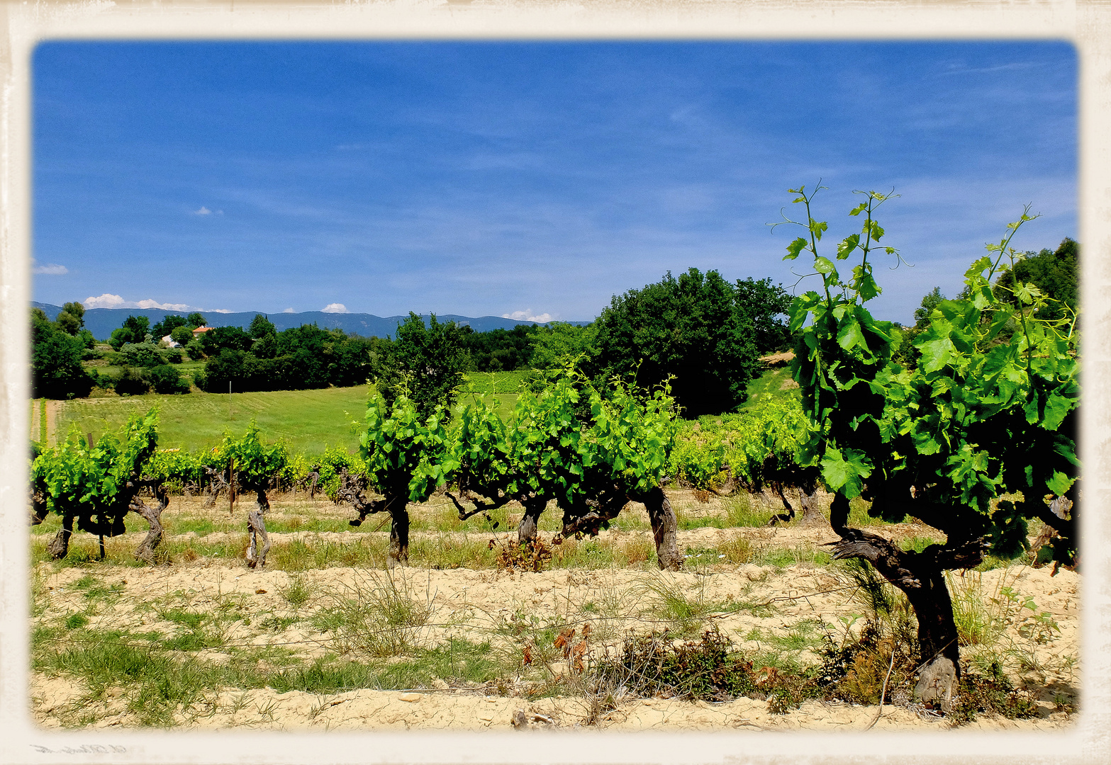 Vignes du Luberon